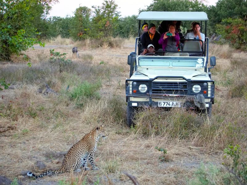 Gepard während einer Safari im Moremi Game Reserve