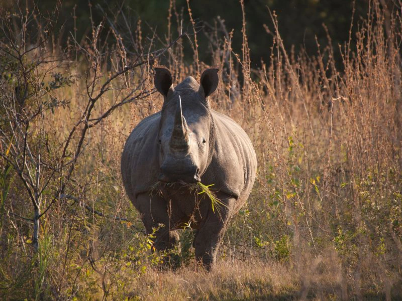Nashorn im Damaraland in Namibia - Rhinotrekking