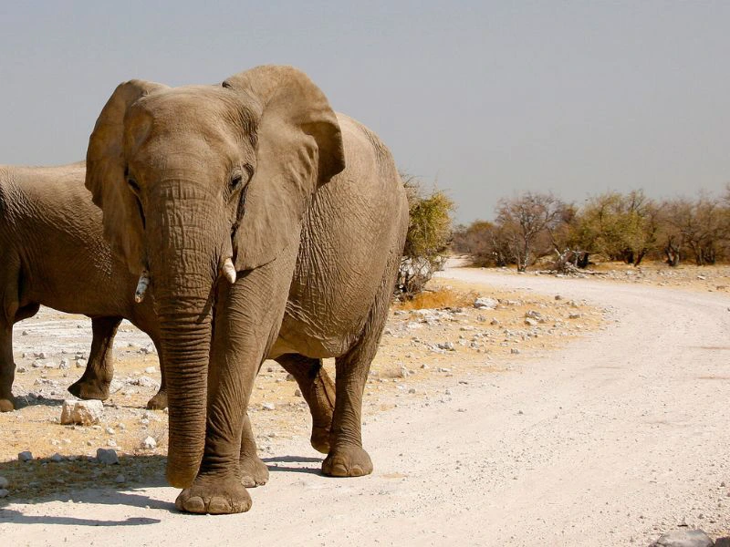 Namibia - Etosha - Elefant auf dem Weg
