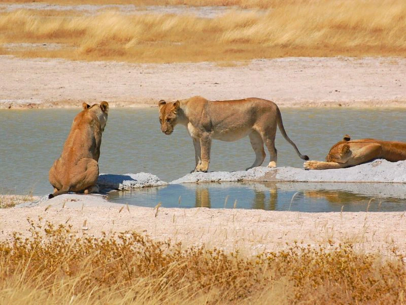 Löwenrudel am Fluss im Etosha Nationalpark