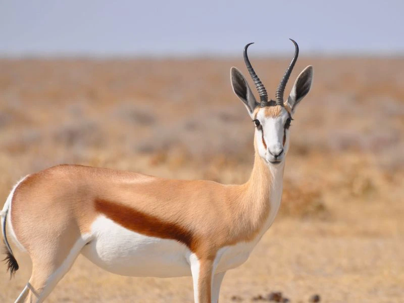 Namibia - Kalahari - Springbok