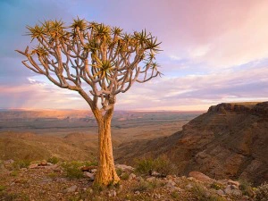Köcherbaum in Namibia
