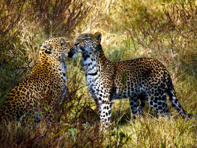 Leoparden im Etosha-Nationalpark