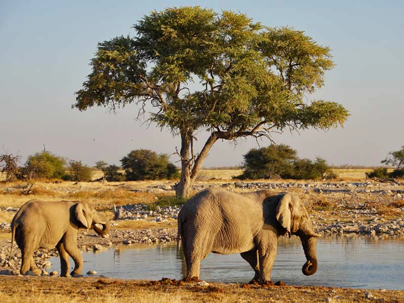 Elefanten am Wasserloch im Etosha Nationalpark