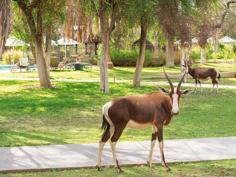 Gazelle im Resort