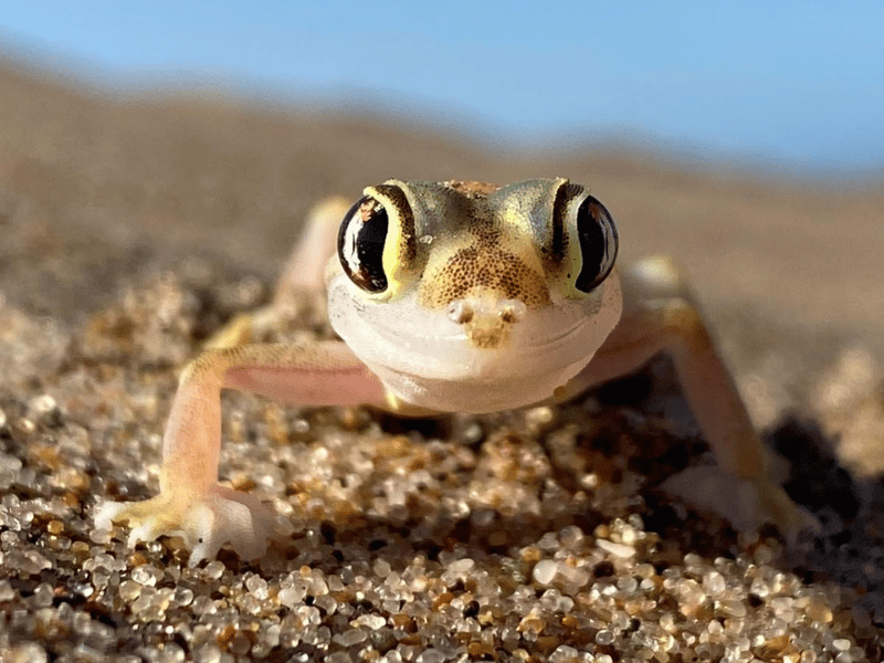 Namibia_Living Desert Tour_kleine Eidechse