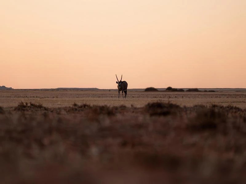 Oryx Antilope in der Namib-Wüste