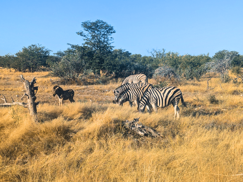 Zebras im Etosha Nationalpark in Namibia