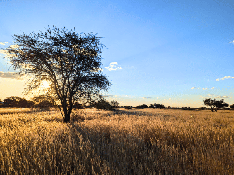 Baum in der Kalahari in Namibia