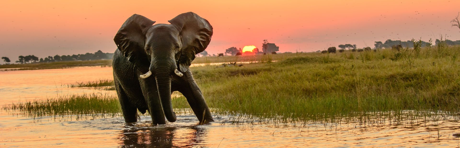 Elefant im Chobe Nationalpark in Botswana
