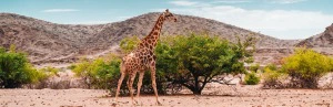 Giraffe im Etosha Nationalpark