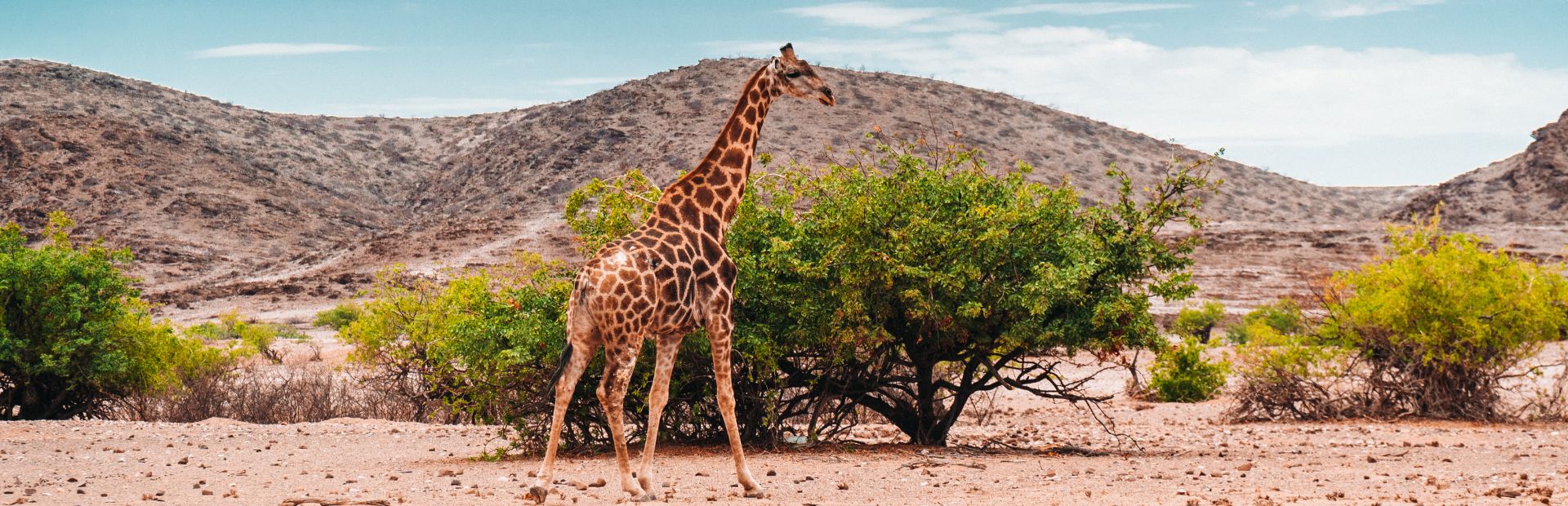 Giraffe im Etosha Nationalpark
