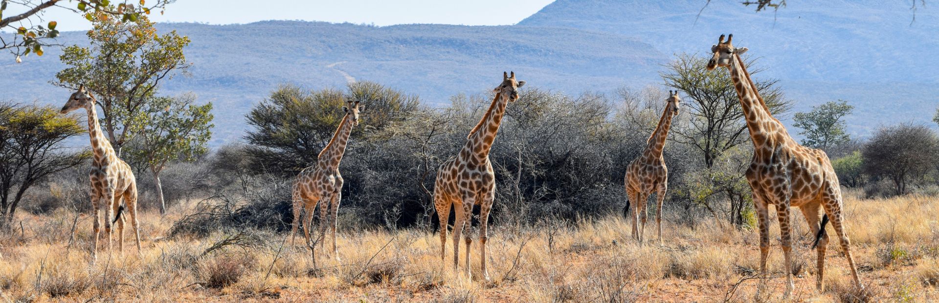Giraffen in Namibia