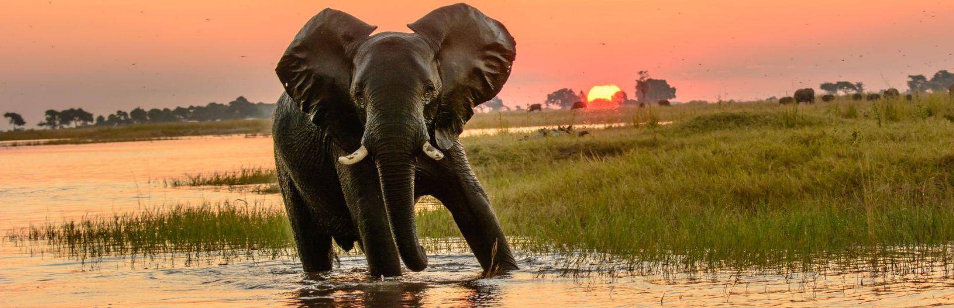 Elefant im Chobe Nationalpark in Botswana