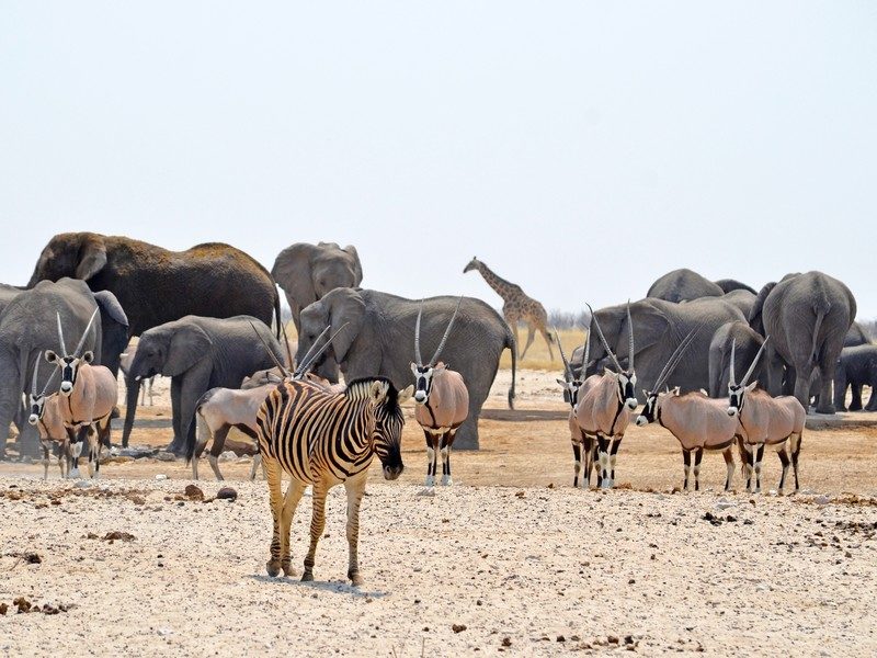 Tiere am Wasserloch im Etosha Namibia