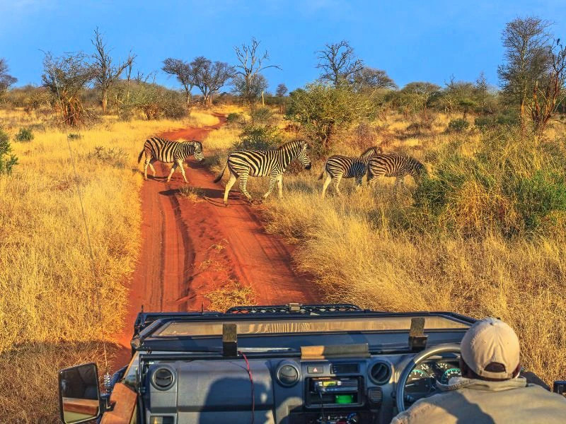 Safari in der Kalahari