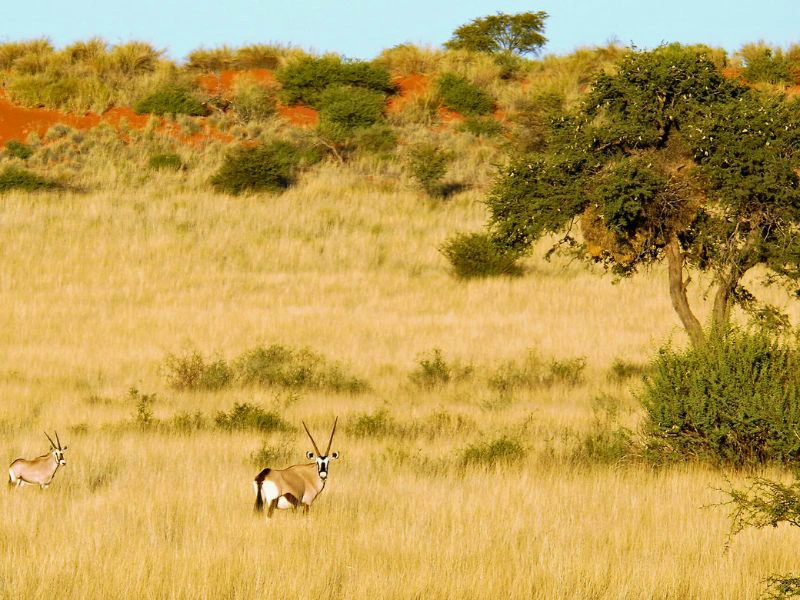 Camping Kalahari Namibia