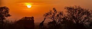 Giraffe beim Sonnenuntergang in Südafrika