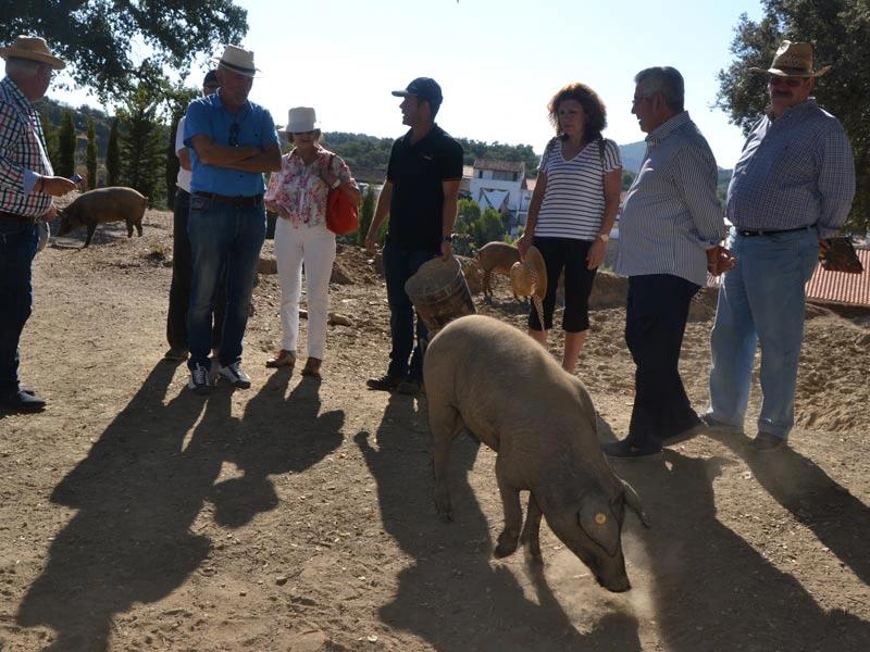 Sevilla Spanien Andalusien Ausflug Iberico Schinken