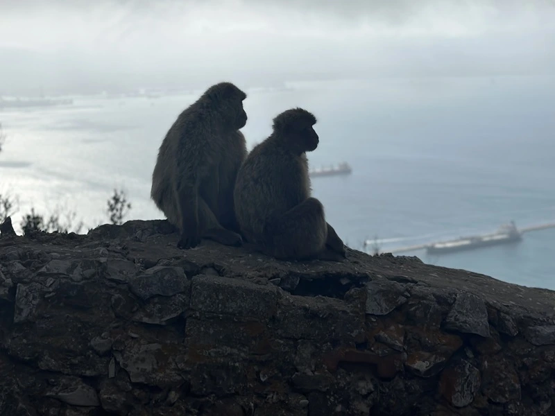 Affen auf dem Felsen in Gibraltar