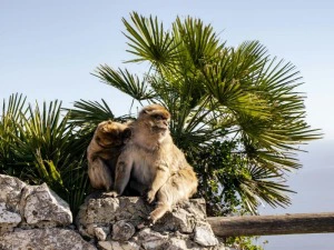 Affen in Gibraltar