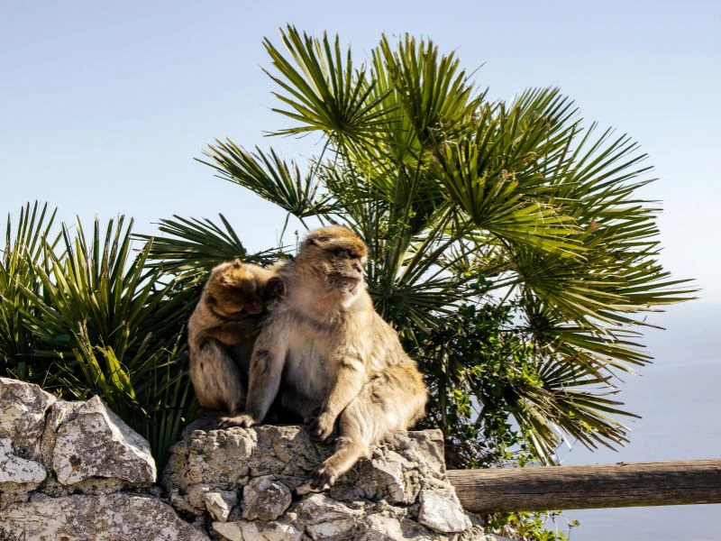 Affen in Gibraltar