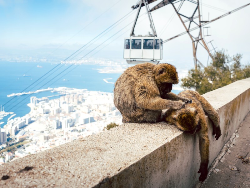 Affen vor der Seilbahn in Gibraltar