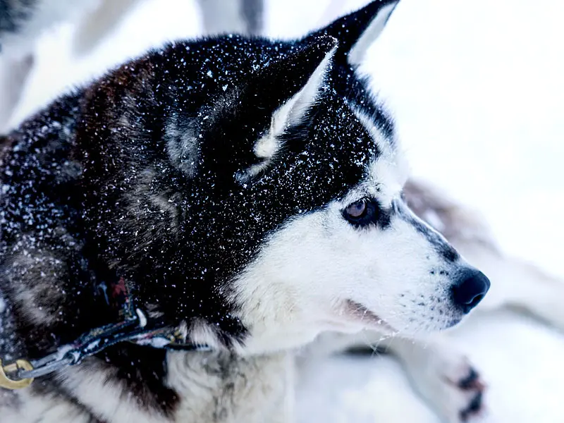 Lappland Husky Tour