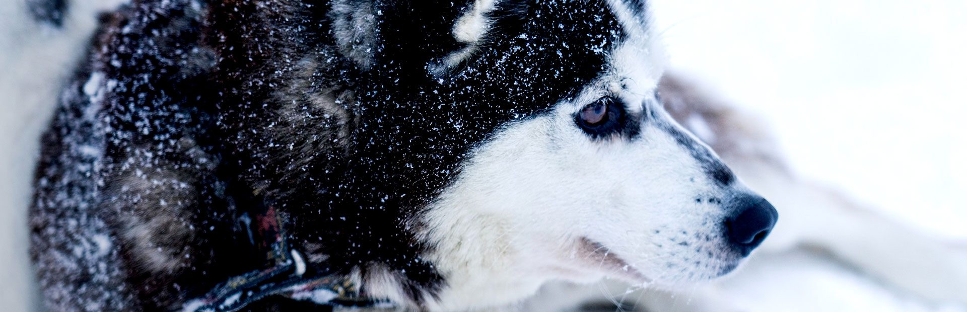 lappland highlights husky lappland highlights husky