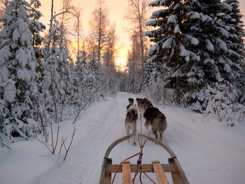 Blick aus dem Huskyschlitten in Lappland