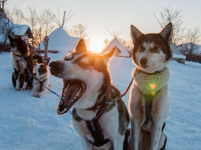 Huskytour in Norwegisch Lappland