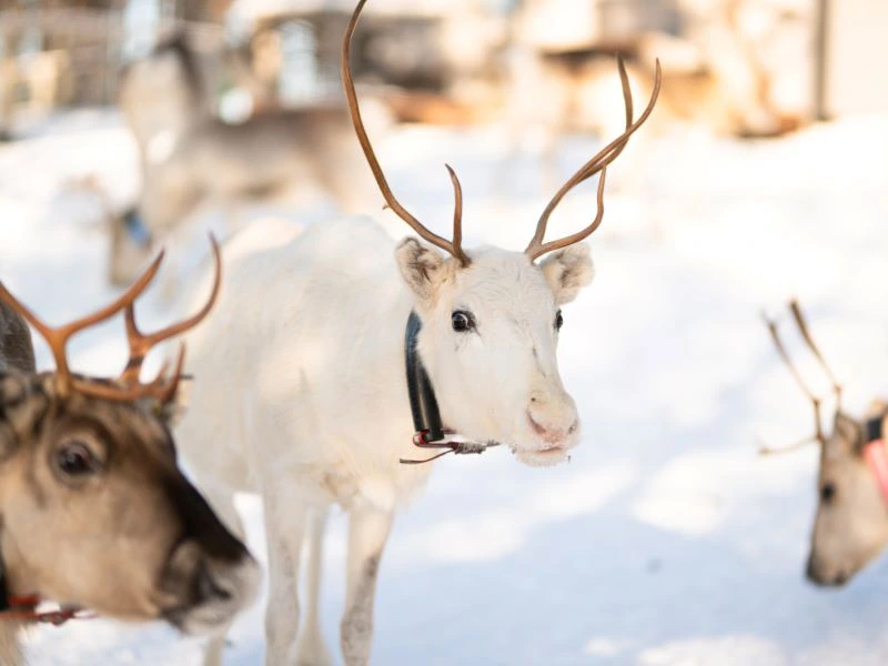 Rentierfarm bei Paljakka in Zentralfinnland