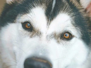 Husky