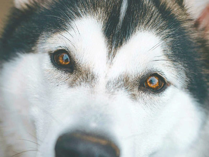 Husky