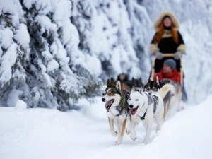 Huskysafari in Schneelandschaft