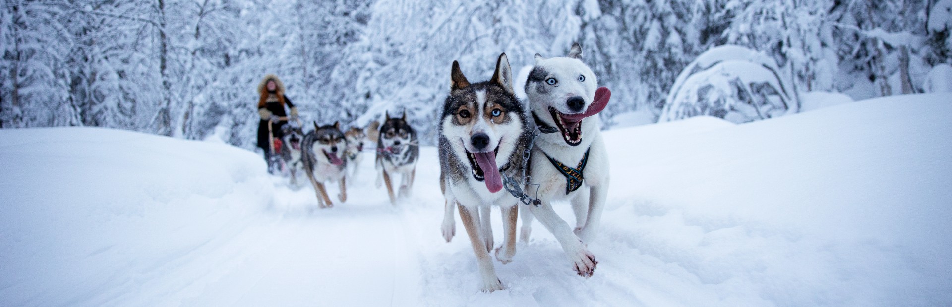 Husky in Schneelandschaft bei Huskytour