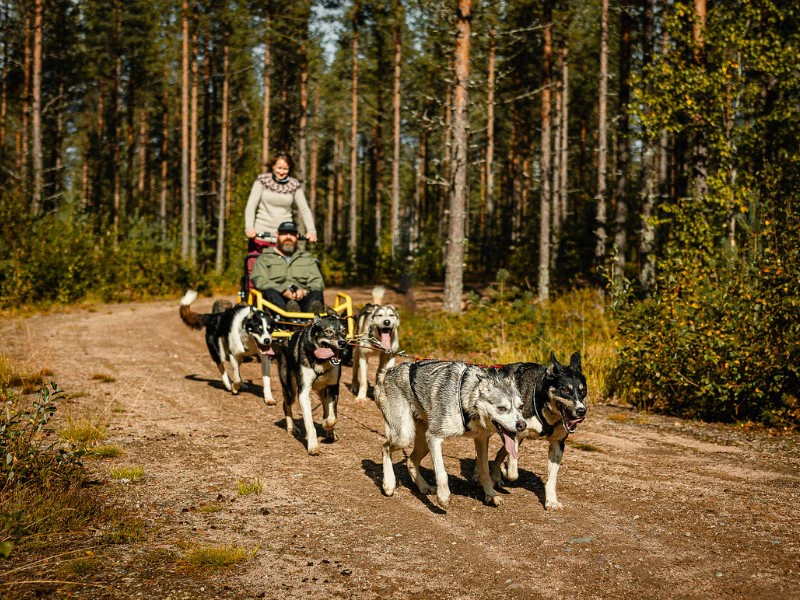 Huskysafari in Lappland im Herbst