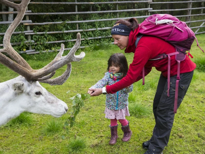 Besuch einer Rentierfarm mit Kind, Lappland im Herbst