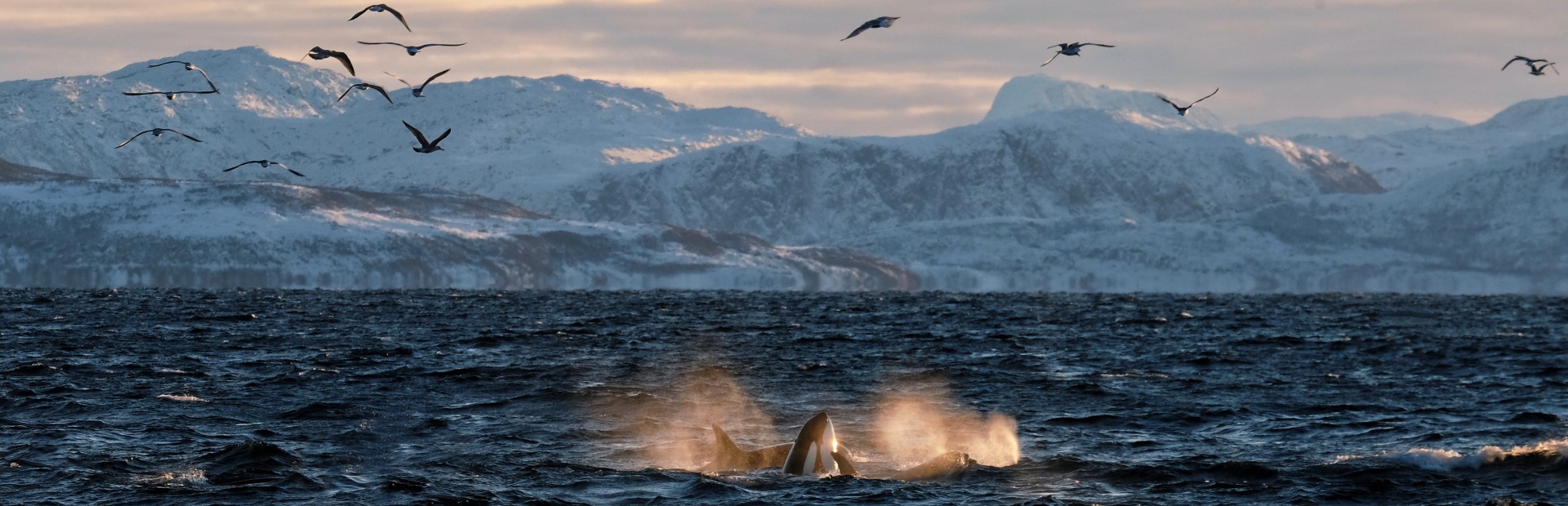 Orcas beobachten vor der Küste Norwegens