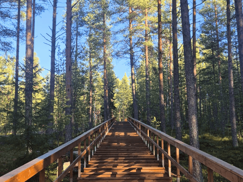 Holztreppe durch den Wald
