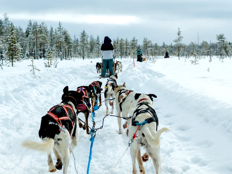 Huskys ziehen Schlitten auf einem schneebedeckten Weg