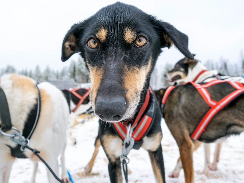 Huskys mit Geschirr