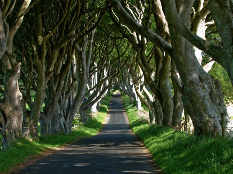 Coastalroad Darkhedges in Nordirland