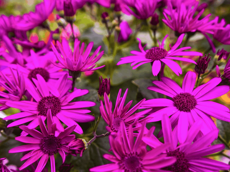 Blumen im B&B in Waterford, Irland