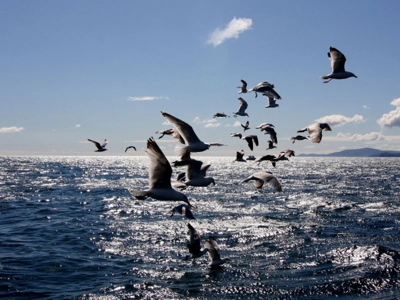 Schwarm Vögel in der Luft