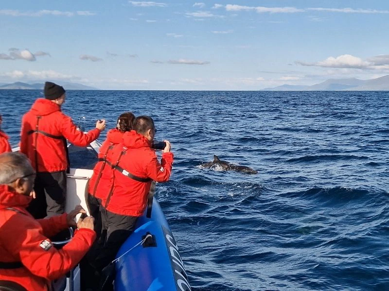 Delfine beobachten vom Boots aus