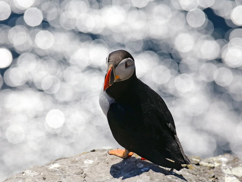 Kerry Skellig Michael Tour: Vogel