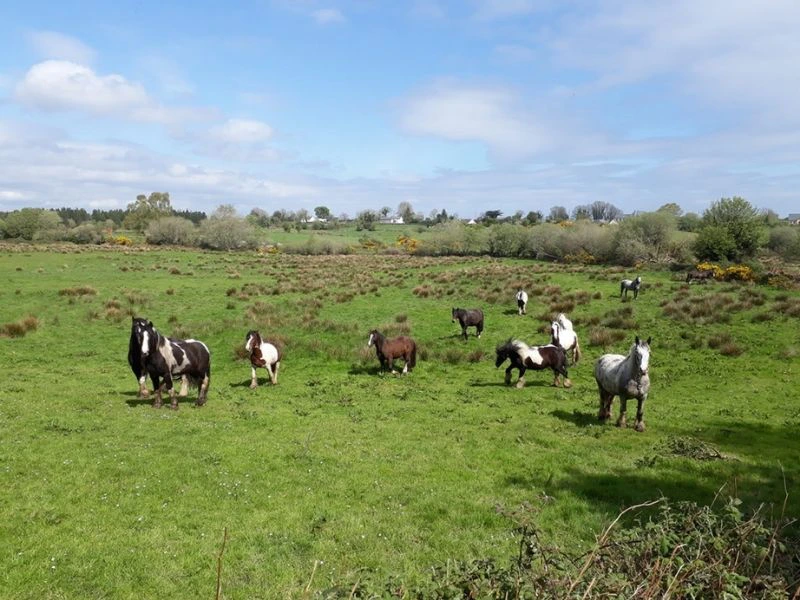 Pferde auf der Weide