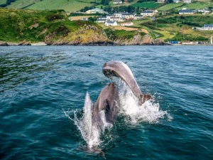 Delfine springen durchs Wasser