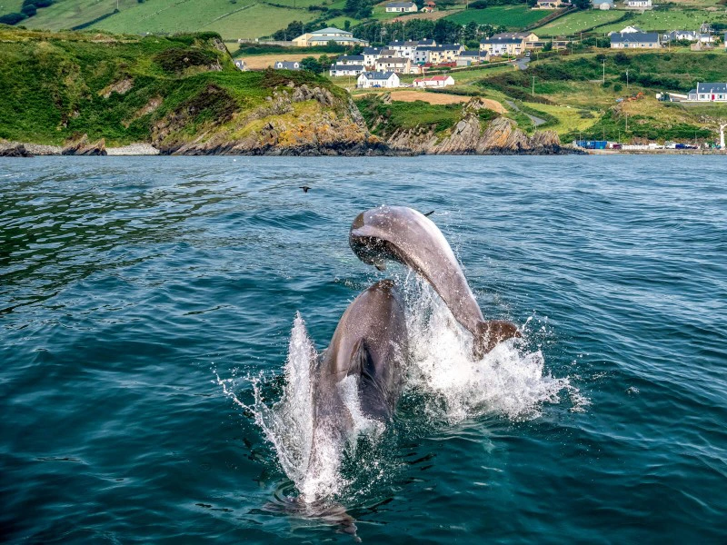 Delfine springen durchs Wasser